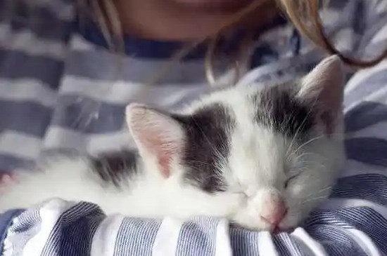 猫咪的呼噜声代表什么