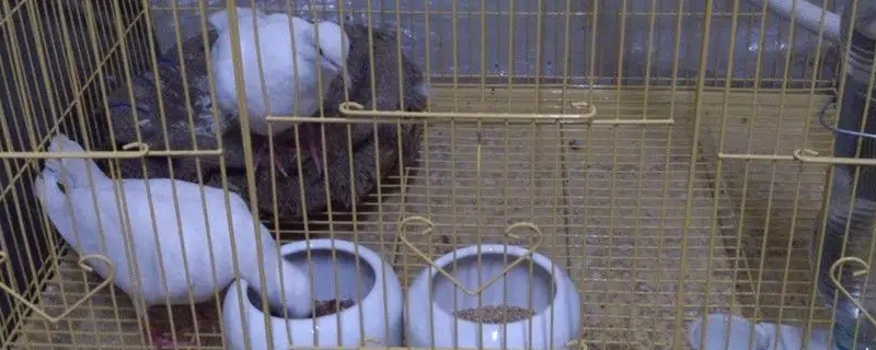 公母鸽关一起几天配对