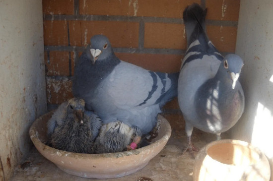 公母鸽关一起几天配对