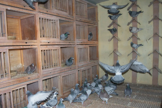 公母鸽关一起几天配对