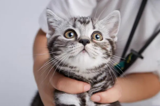 猫传腹能活多久