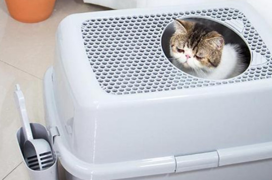新猫到家一般多久拉屎