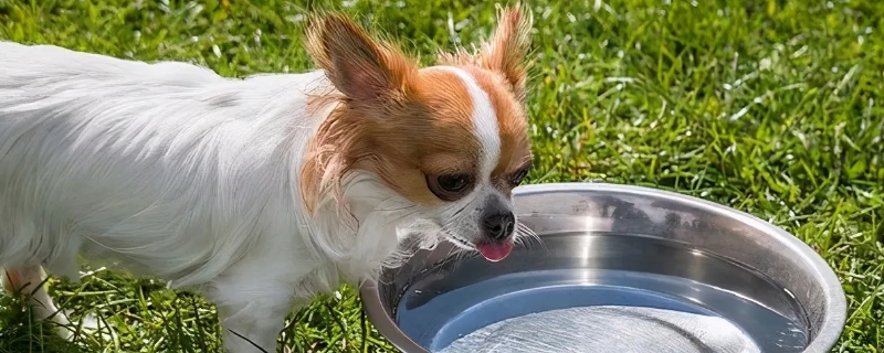 幼犬可以吃香蕉吗