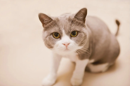 小猫冷了自己会找地方睡吗