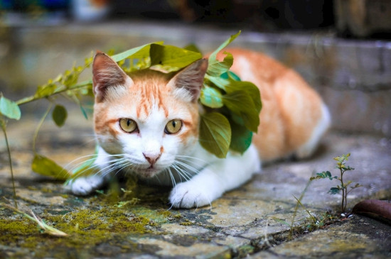 猫分开多久会不认识主人