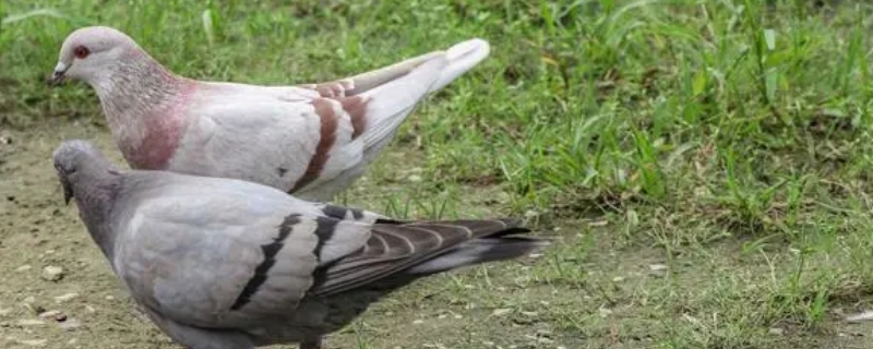 鸽子眼砂怎么看