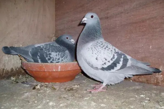 鸽子眼砂怎么看