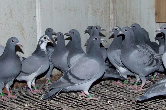 鸽子眼砂怎么看