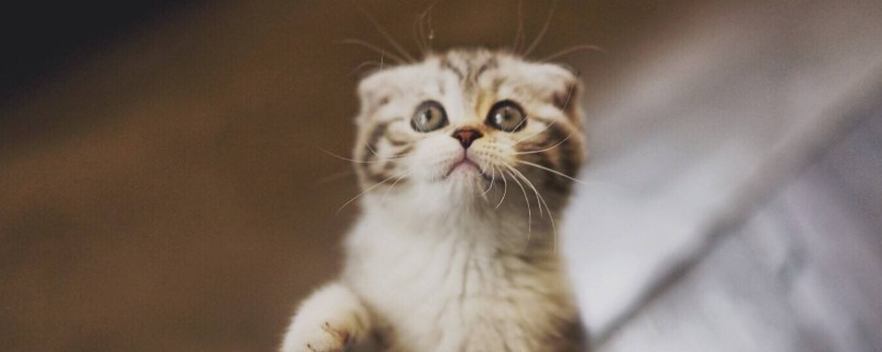 小猫刚到新家怎么处理