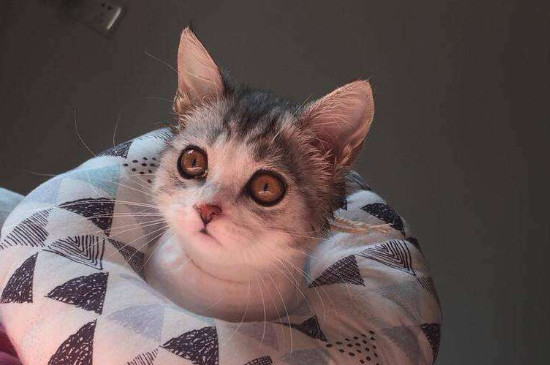 小猫刚到新家怎么处理