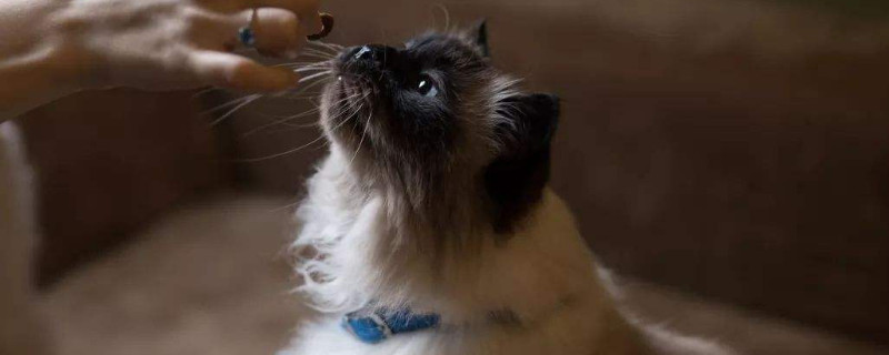 怎么看猫的年龄