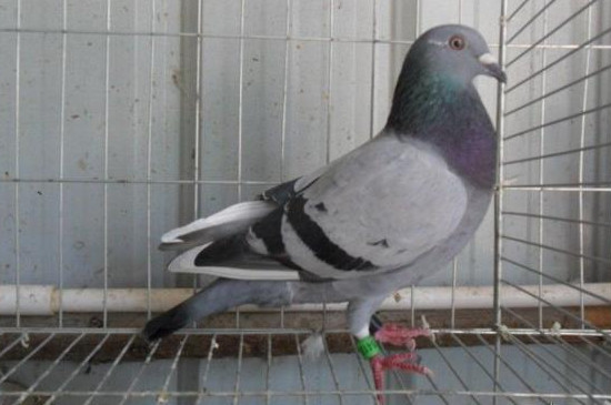 鸽子有哪些品种