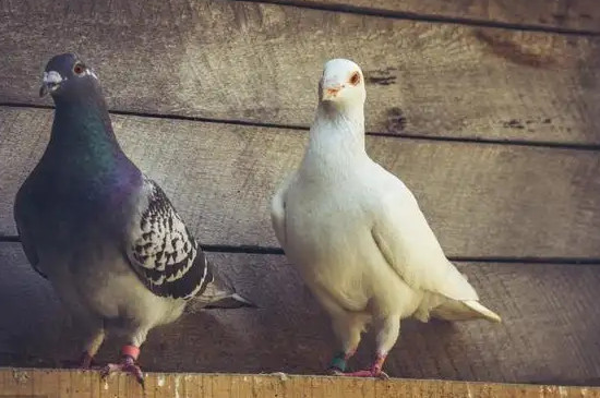 鸽子有哪些品种