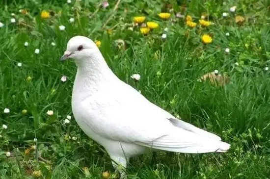 鸽子有哪些品种