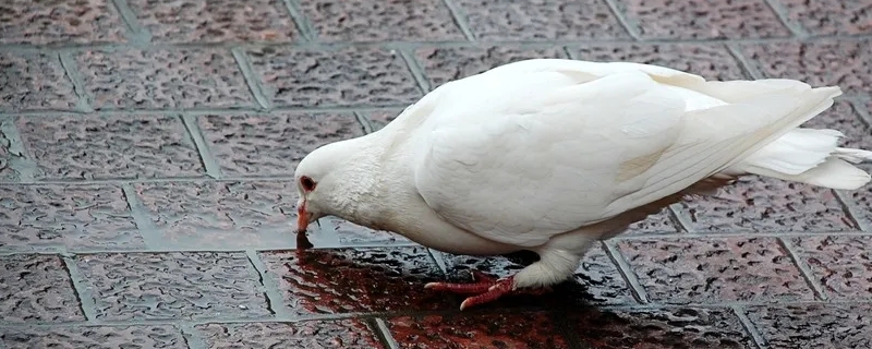 鸽子有哪些品种