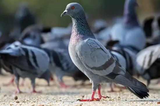 鸽子有哪些品种