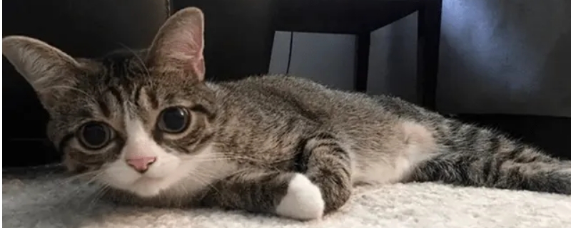 猫咪喜欢被人摸哪里