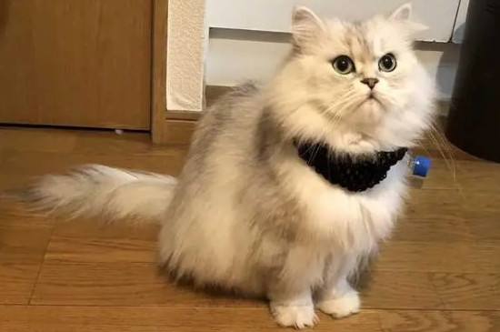 猫咪喜欢被人摸哪里