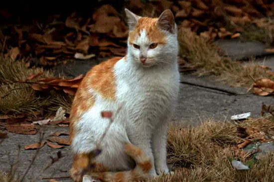 猫咪喜欢被人摸哪里