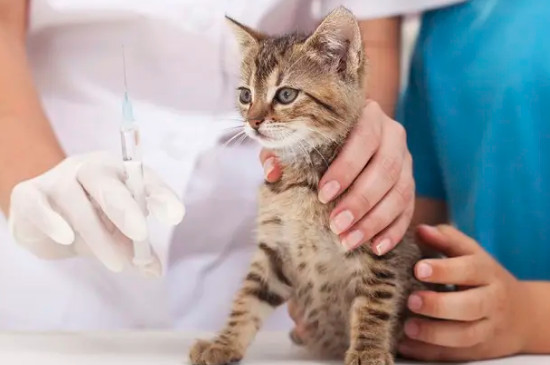 猫要打疫苗吗