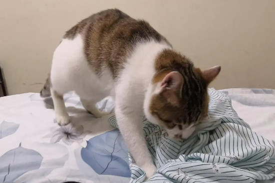 为什么我家的猫从来不踩奶