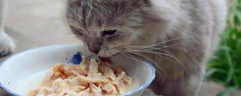 猫不吃肉会瞎吗