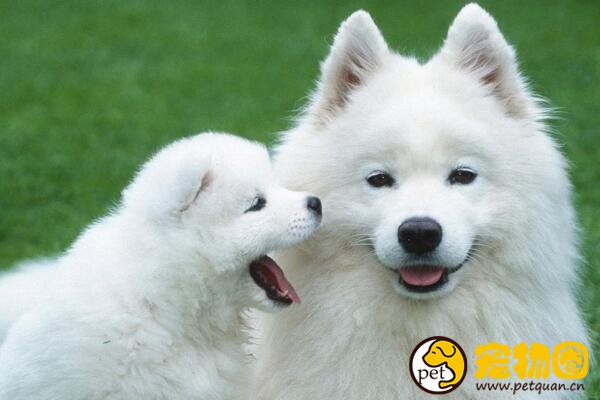 银狐犬和萨摩耶有五大区别,银狐犬竟是萨摩耶的后代