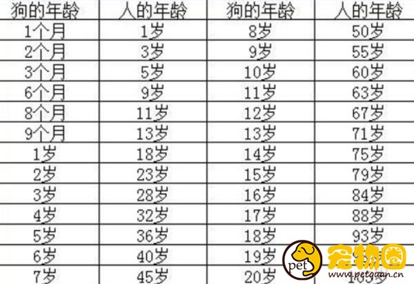 狗狗年龄对照表,1岁相当于人类成年(20岁就是百岁老人)