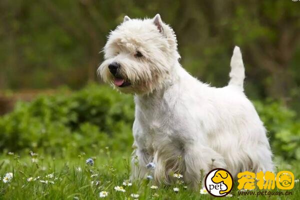 梗犬是什么类型的犬种,极少掉毛没有体味还忠诚(但长得丑)