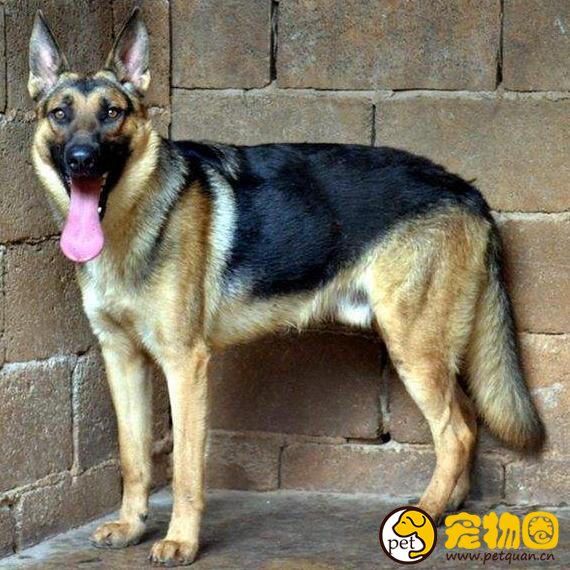 昆明犬天生就是优秀的工作犬,我国自行培育的优秀品种