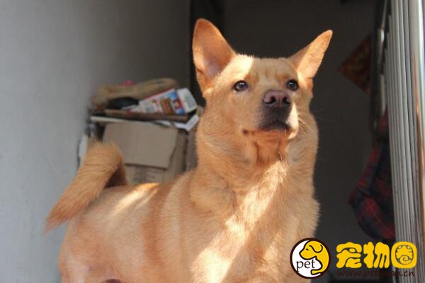 十大忠诚的狗排名,第一的中华田园犬PK掉日本秋田犬-轻博客