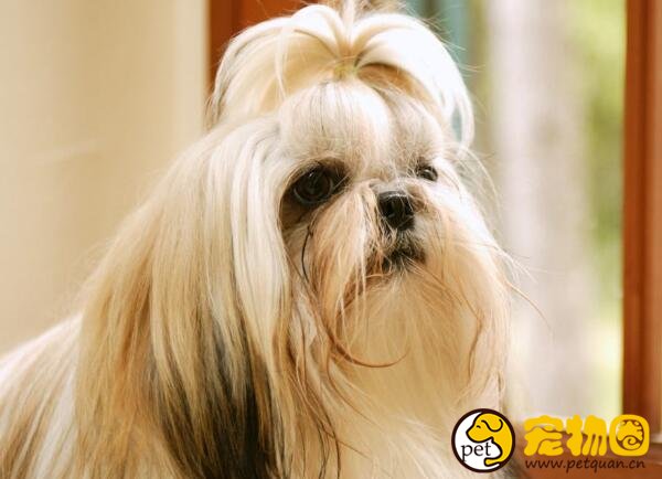 西施犬这种狗聪明吗,怎样给西施狗梳理剪毛