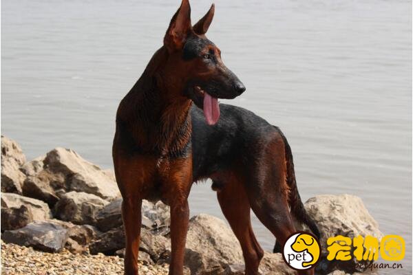 中国山红犬是六犬杂交,被德牧挤出市场(曾上万元一只)-轻博客