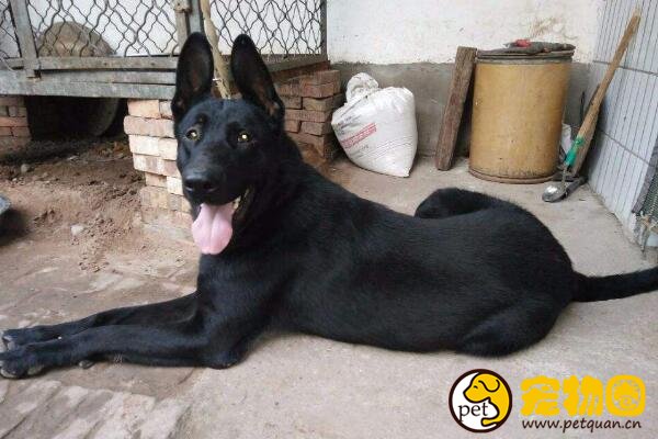 红马犬好还是黑马犬好,一个太好动一个血统不纯