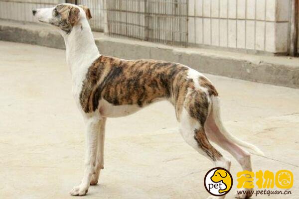 灵缇狗是古法老都爱的宠物狗,古老犬种里极难得的纯种犬