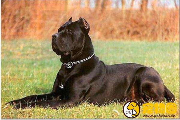 马士提夫犬是超大型犬,一餐能吃一大桶粮食(庄严高贵)