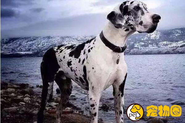 花丹犬和大丹犬一样吗,属大丹犬的分支还有斑点狗的花纹