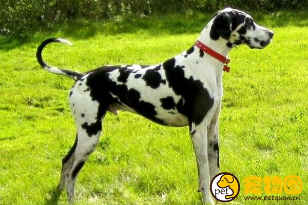 花丹犬和大丹犬一样吗,属大丹犬的分支还有斑点狗的花纹