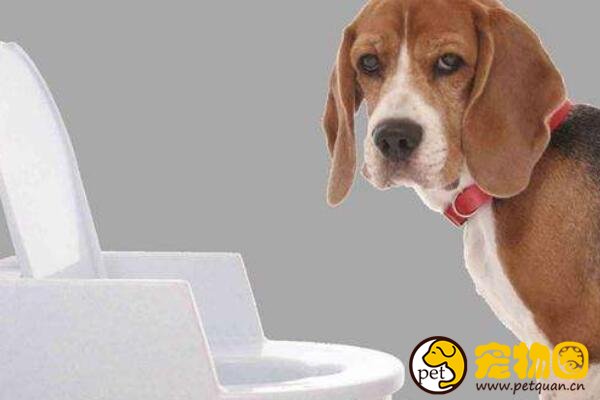 狗狗资讯  这个方法不能说有效,但是引导起来比较方便,毕竟是有一个