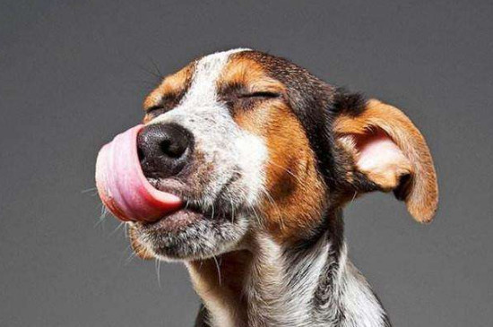 分泌出追踪气味的黏液,但需要舌头不断的浸湿才能发挥出最好的效果