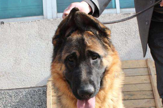 狗狗立耳最简单方法