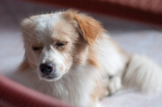 狗狗怀孕的症状