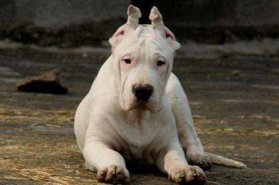 杜高犬为什么要剪耳朵