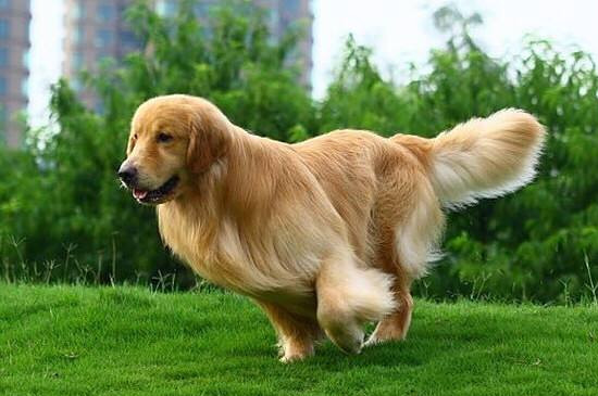 狗狗喂养  明显看到金毛的体型不断增大,尾巴上的毛发也开始长全,在七