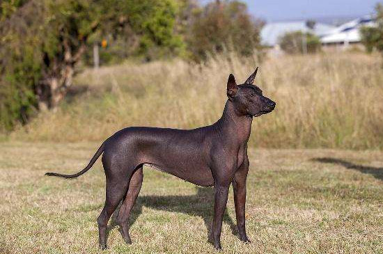 家庭养什么狗最干净