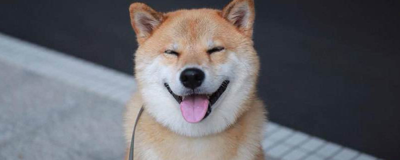 养柴犬的禁忌，为什么很多人不建议养柴犬