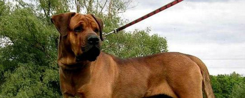 中国十大禁犬-轻博客