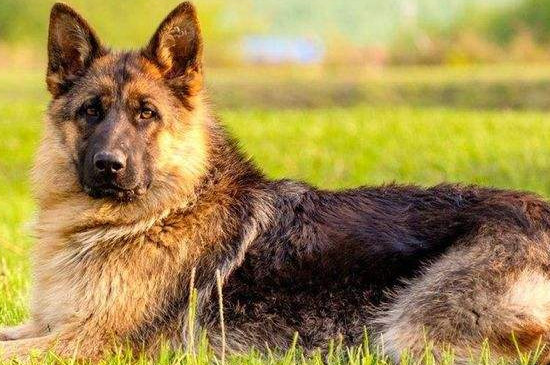 黑背和德牧的区别 —【宠物圈】