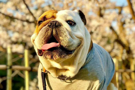 沙皮狗和斗牛犬的区别