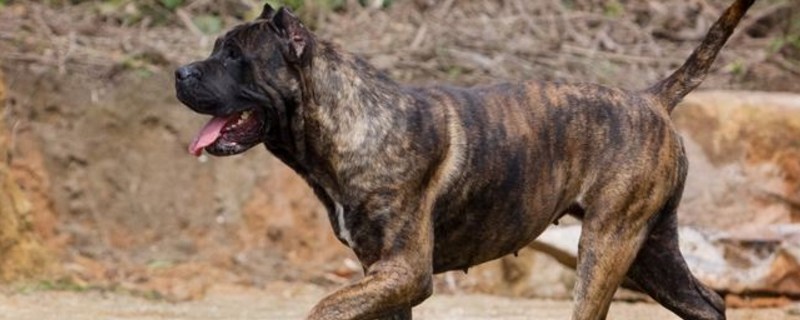 世界十大猛犬排名-轻博客